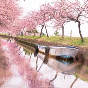 無料壁紙 水面ゼロ距離リフレクション。PCとデスクトップ壁紙に最適な4K高画質の無料壁紙。三重県松阪市の笠松河津桜ロードで撮影したフリー写真素材