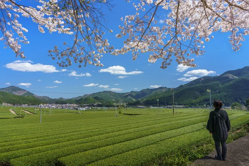 無料壁紙 茶畑でお花見。PCとデスクトップ壁紙に最適な4K高画質の無料壁紙。三重県松阪市の粥見の茶畑で撮影したフリー写真素材
