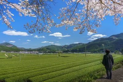 無料壁紙 茶畑でお花見。PCとデスクトップ壁紙に最適な4K高画質の無料壁紙。三重県松阪市の粥見の茶畑で撮影したフリー写真素材