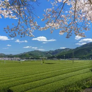 無料壁紙 茶畑でお花見。PCとデスクトップ壁紙に最適な4K高画質の無料壁紙。三重県松阪市の粥見の茶畑で撮影したフリー写真素材