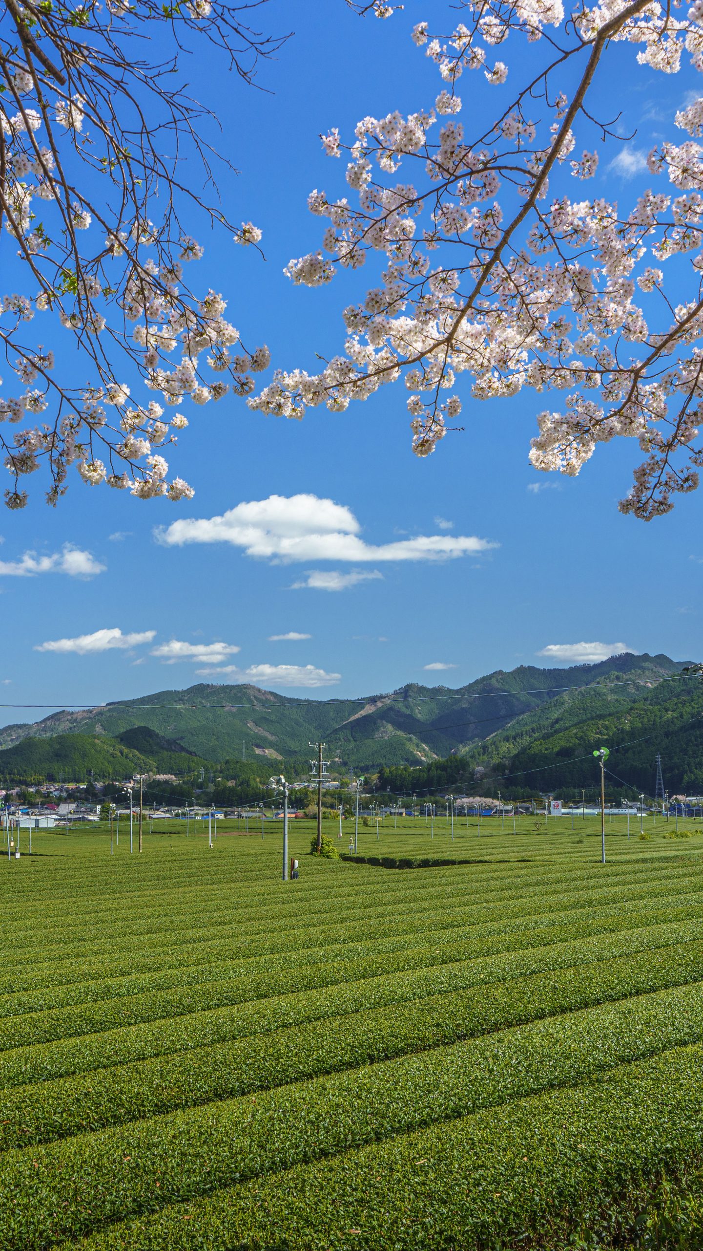 茶畑でお花見(三重県松阪市・粥見の茶畑)