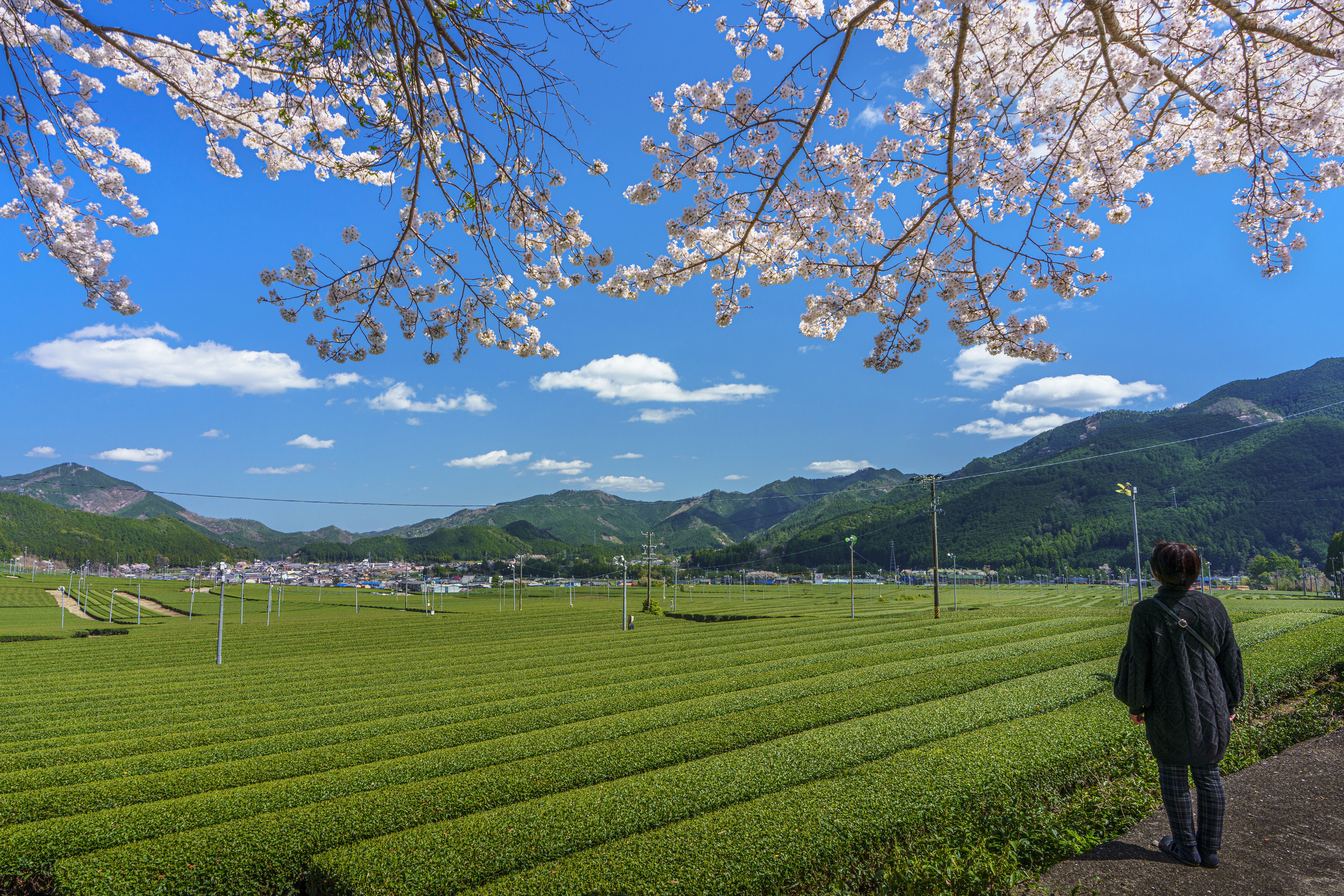 無料壁紙 茶畑でお花見。PCとデスクトップ壁紙に最適な4K高画質の無料壁紙。三重県松阪市の粥見の茶畑で撮影したフリー写真素材