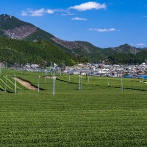 粥見の茶畑のフリー写真素材