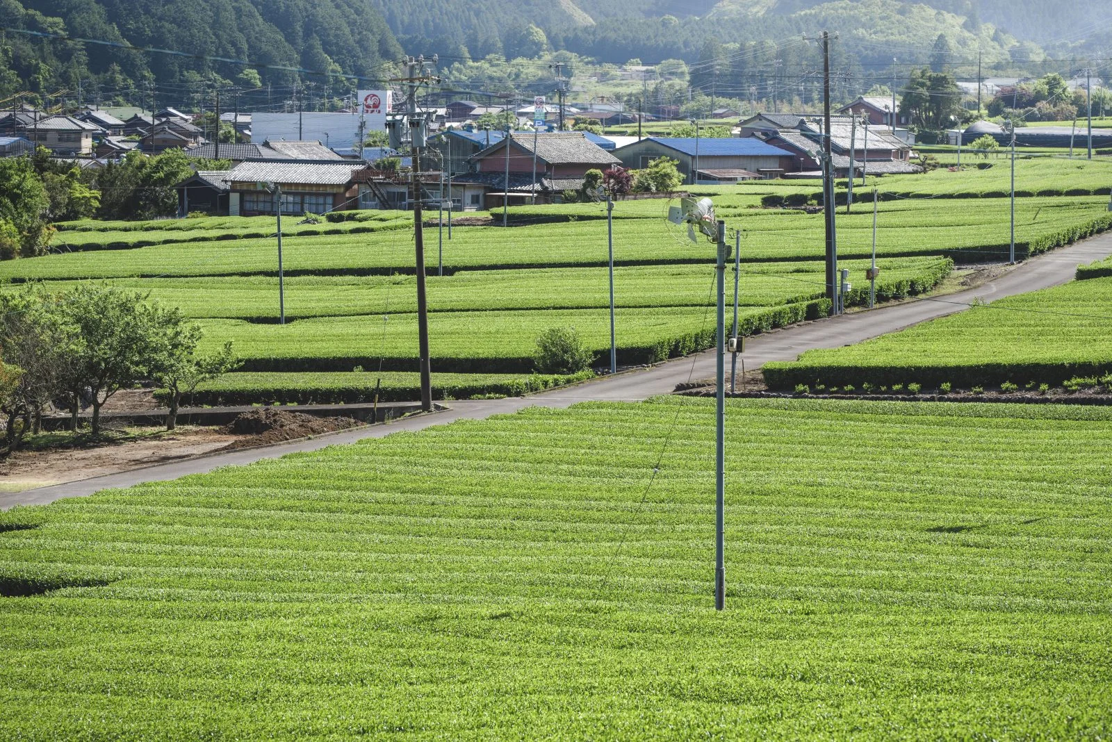 無料壁紙 飯南の茶畑２。PCとデスクトップ壁紙に最適な4K高画質の無料壁紙。三重県松阪市の粥見の茶畑で撮影したフリー写真素材