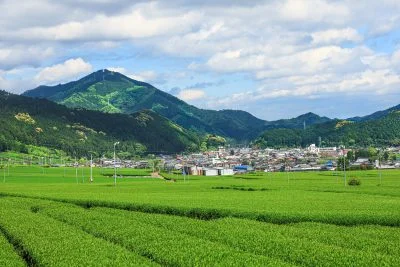 無料壁紙 初夏の茶畑。PCとデスクトップ壁紙に最適な4K高画質の無料壁紙。三重県松阪市の粥見の茶畑で撮影したフリー写真素材