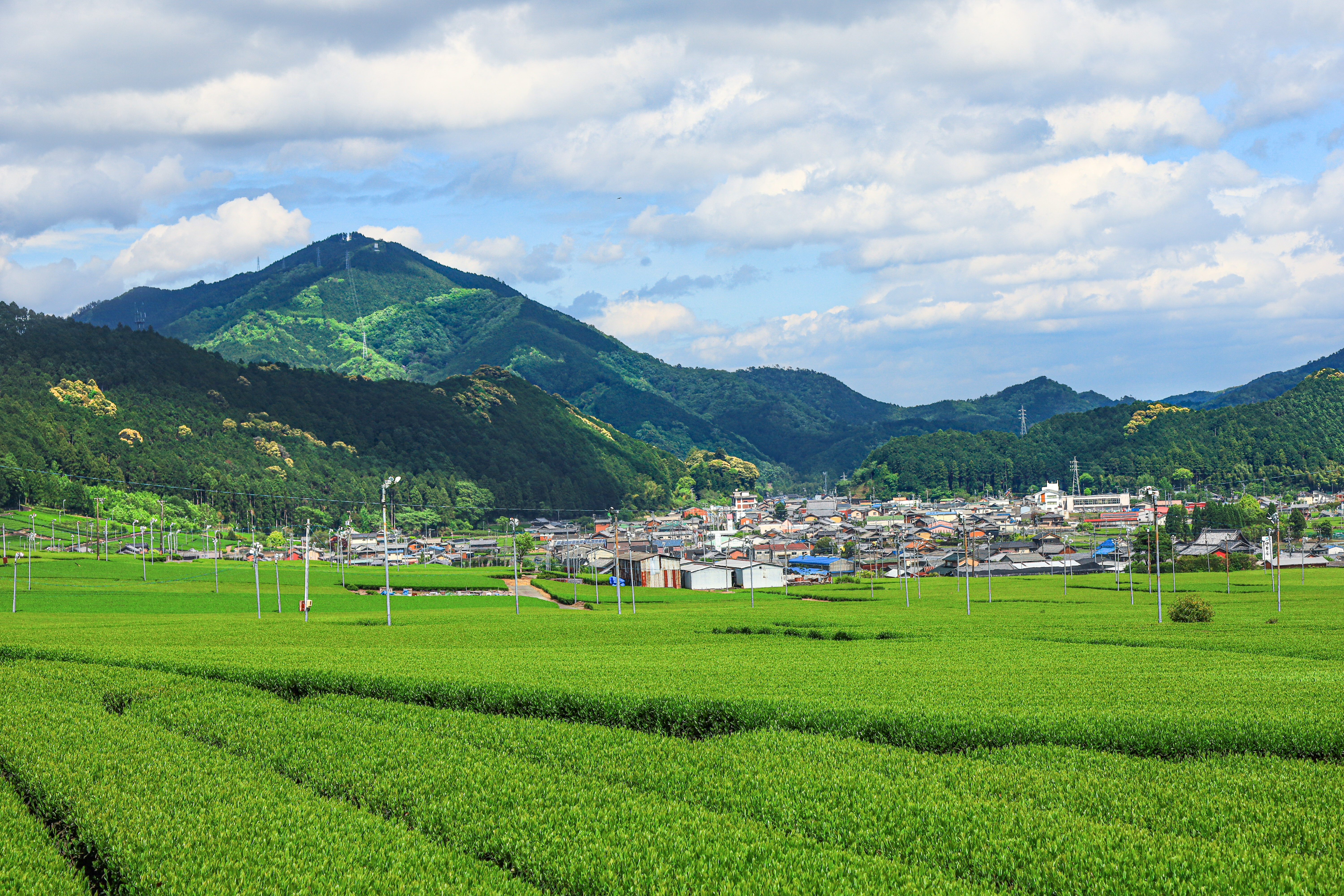 無料壁紙 初夏の茶畑。PCとデスクトップ壁紙に最適な4K高画質の無料壁紙。三重県松阪市の粥見の茶畑で撮影したフリー写真素材