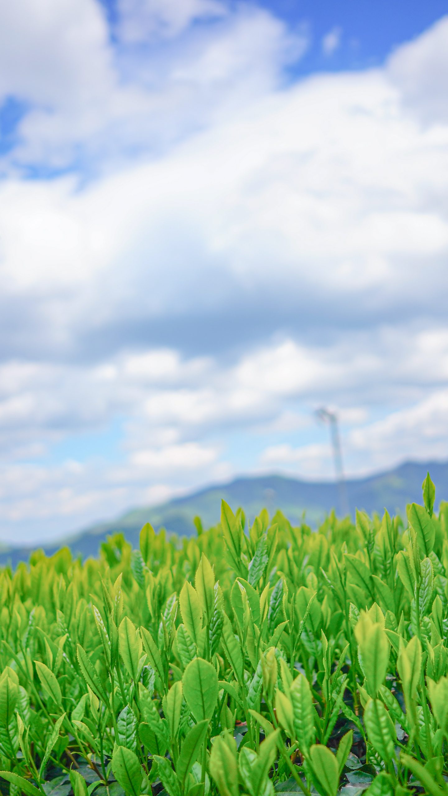 新芽の茶葉(三重県松阪市・粥見の茶畑)