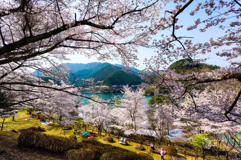 無料壁紙 桜まつりの様子。PCとデスクトップ壁紙に最適な4K高画質の無料壁紙。三重県津市の君ヶ野ダムで撮影したフリー写真素材
