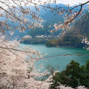 無料壁紙 桜に包まれるダム語。PCとデスクトップ壁紙に最適な4K高画質の無料壁紙。三重県津市の君ヶ野ダムで撮影したフリー写真素材