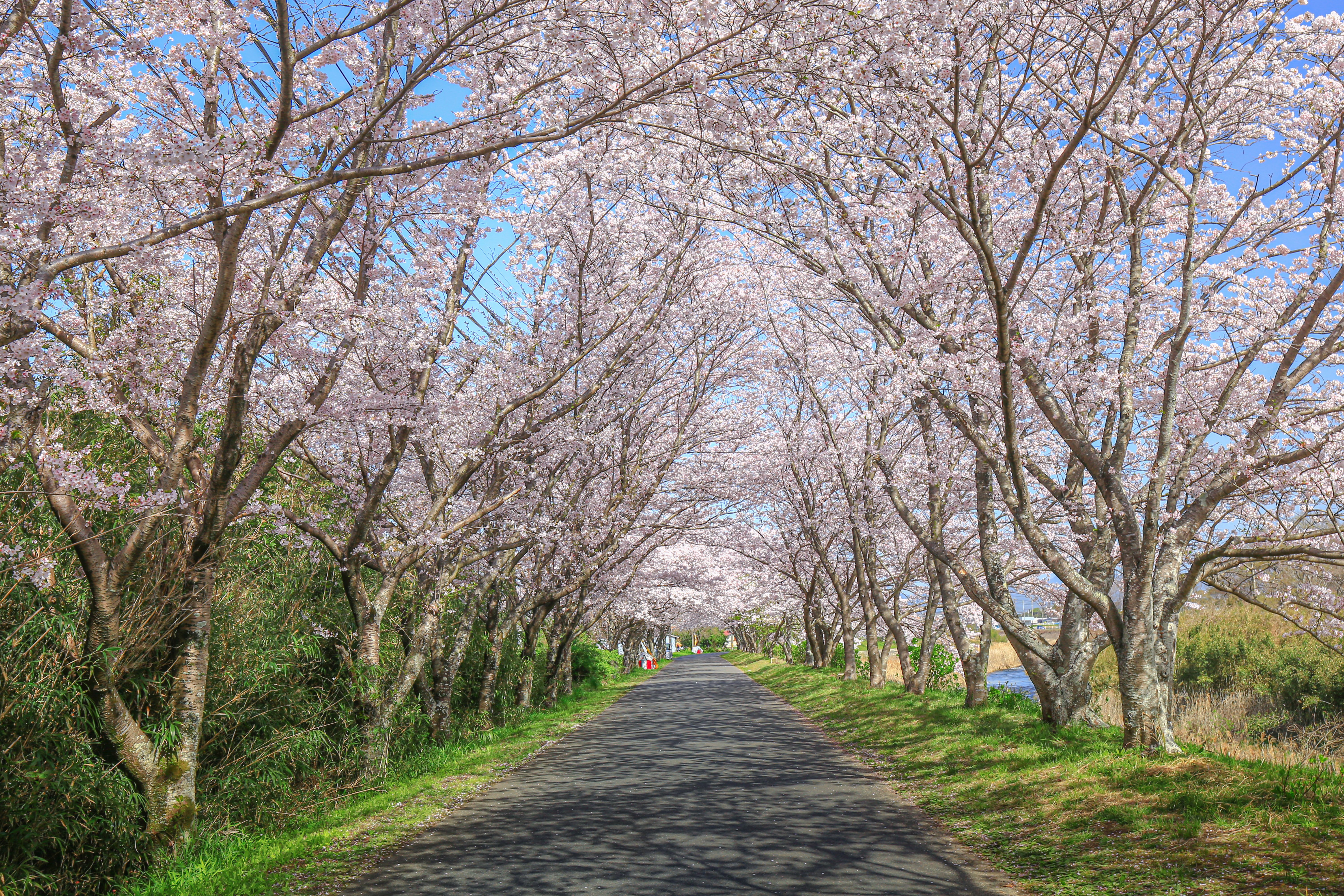 無料壁紙 青空と桜トンネル。PCとデスクトップ壁紙に最適な4K高画質の無料壁紙。三重県津市の北神山花街道で撮影したフリー写真素材