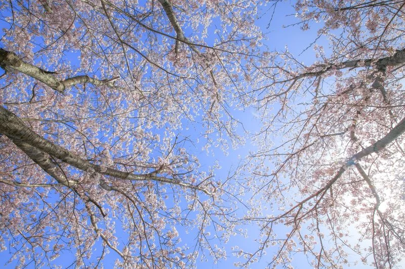 無料壁紙 見上げれば桜色。PCとデスクトップ壁紙に最適な4K高画質の無料壁紙。三重県津市の北神山花街道で撮影したフリー写真素材