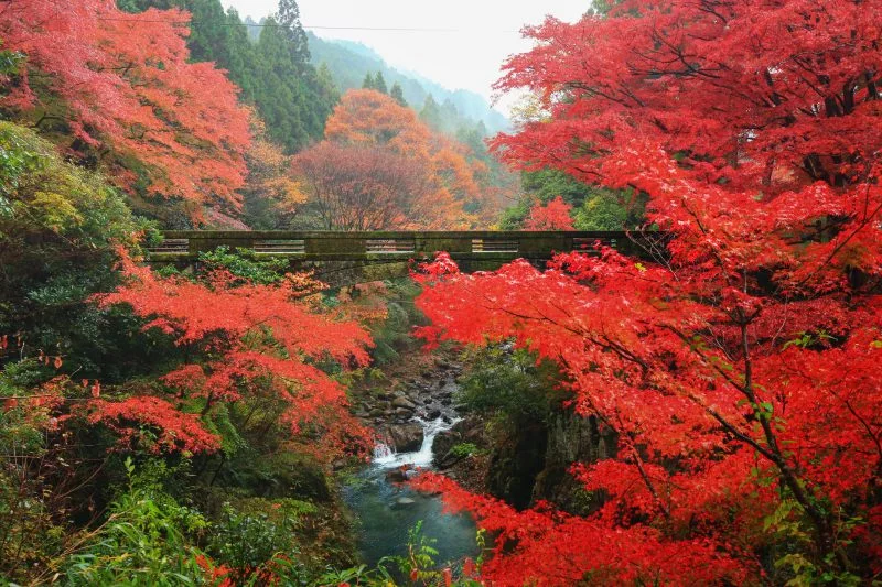 無料壁紙 紅葉広がる石橋。PCとデスクトップ壁紙に最適な4K高画質の無料壁紙。三重県津市の河内渓谷で撮影したフリー写真素材