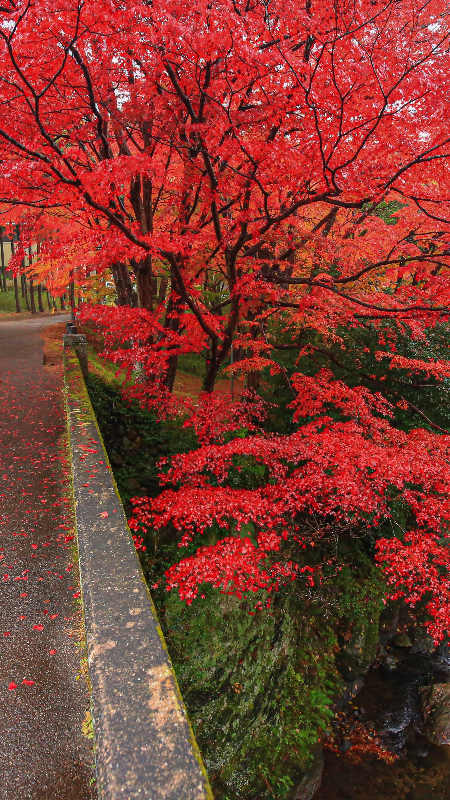 無料壁紙 忍田橋と紅葉。PCとデスクトップ壁紙に最適な4K高画質の無料壁紙。三重県津市の河内渓谷で撮影したフリー写真素材