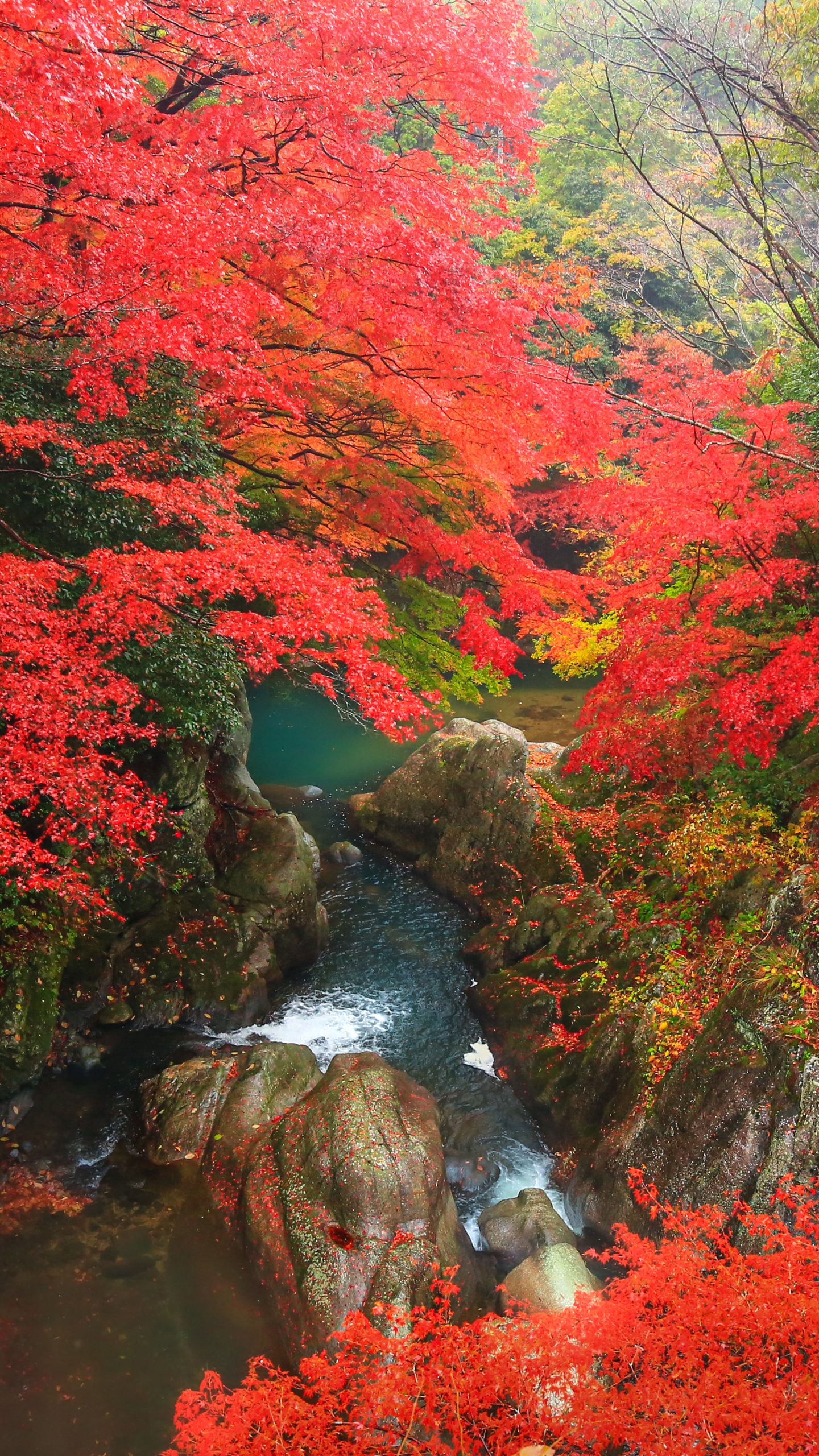 紅葉が織りなす清流(三重県津市・河内渓谷)