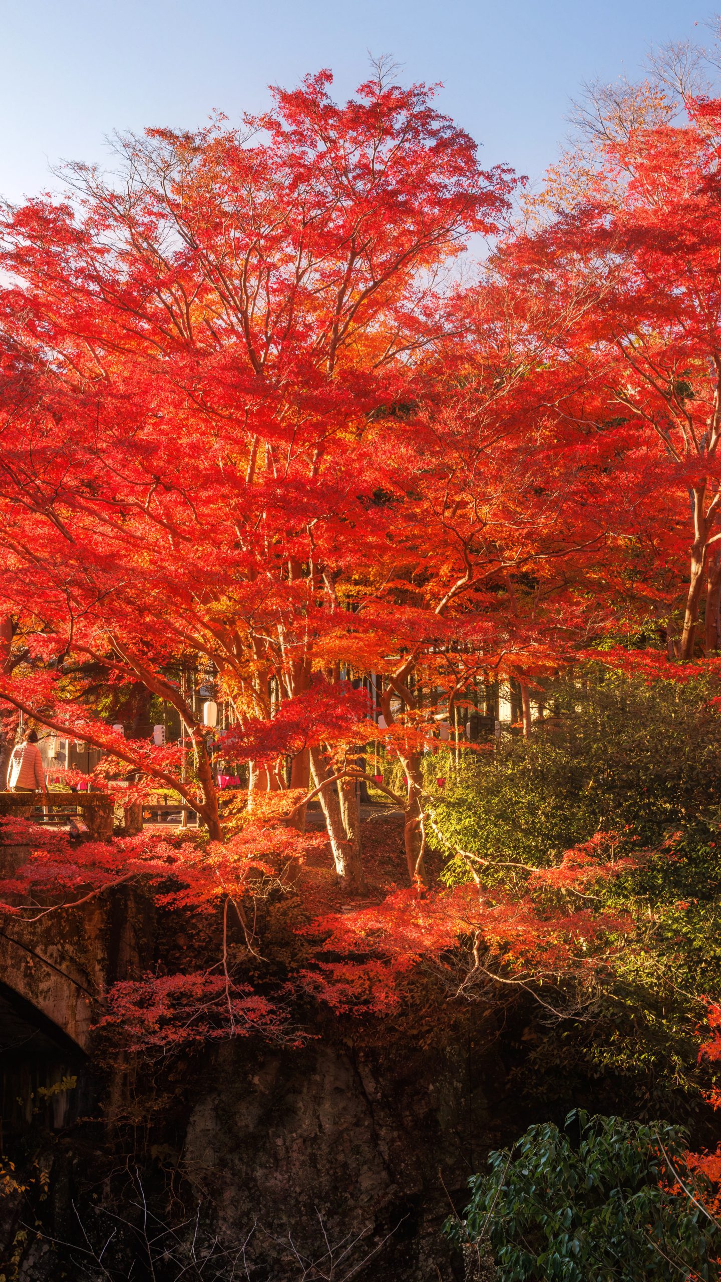 無料壁紙 西陽が差して真っ赤になる紅葉。PCとデスクトップ壁紙に最適な4K高画質の無料壁紙。三重県津市の河内渓谷で撮影したフリー写真素材