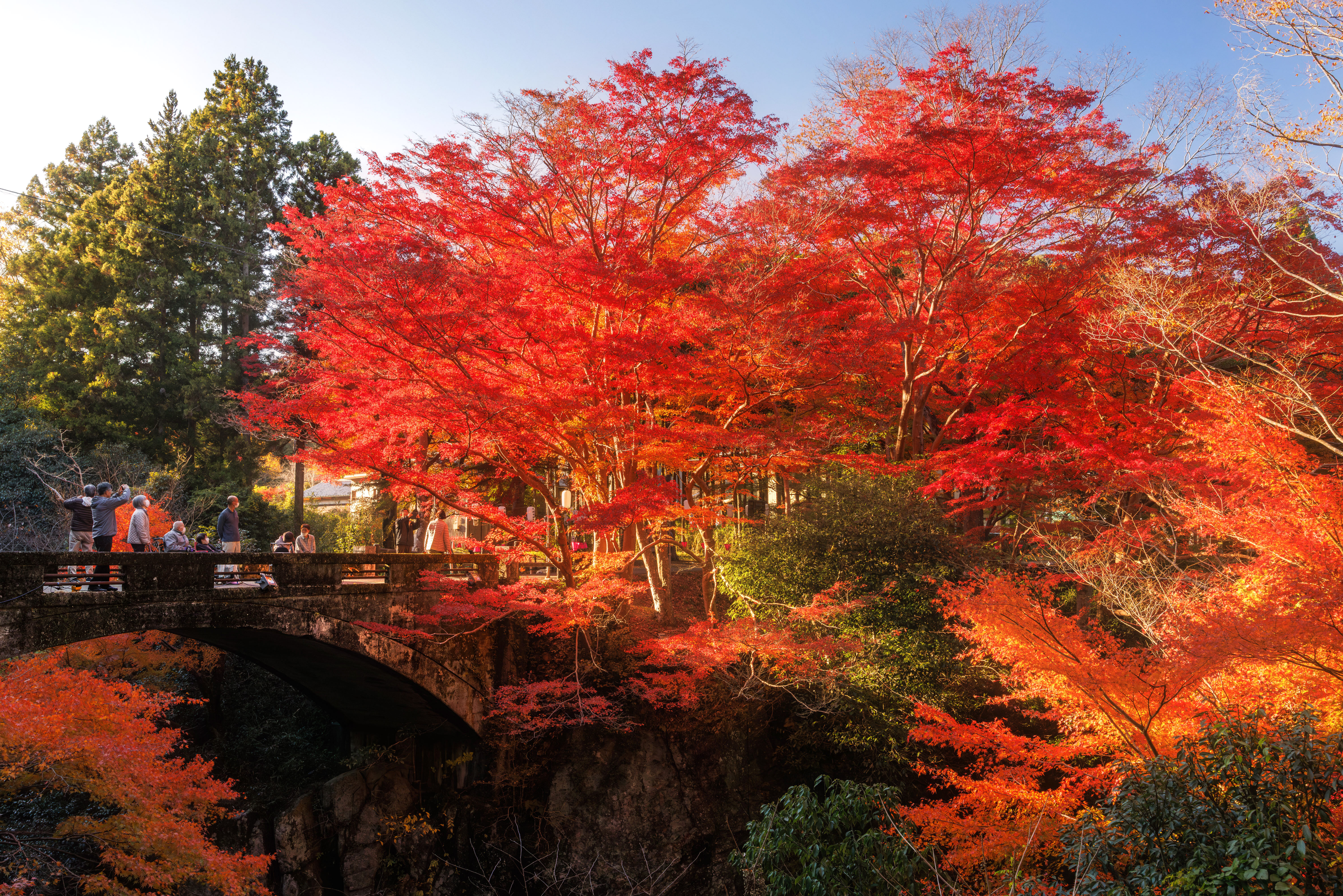 無料壁紙 西陽が差して真っ赤になる紅葉。PCとデスクトップ壁紙に最適な4K高画質の無料壁紙。三重県津市の河内渓谷で撮影したフリー写真素材