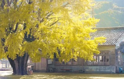 無料壁紙 わかくさ円と大イチョウ。PCとデスクトップ壁紙に最適な4K高画質の無料壁紙。三重県南伊勢町の河内の大イチョウで撮影したフリー写真素材