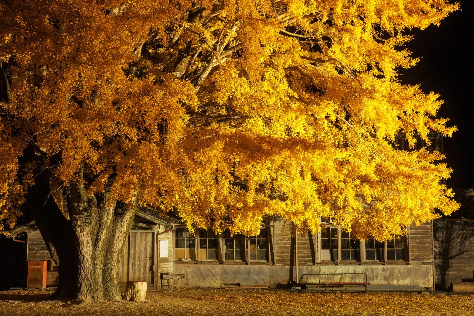 無料壁紙 2023年初開催のライトアップ。PCとデスクトップ壁紙に最適な4K高画質の無料壁紙。三重県南伊勢町の河内の大イチョウで撮影したフリー写真素材