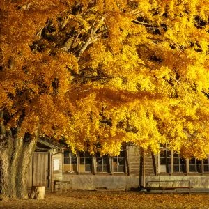 無料壁紙 2023年初開催のライトアップ。PCとデスクトップ壁紙に最適な4K高画質の無料壁紙。三重県南伊勢町の河内の大イチョウで撮影したフリー写真素材