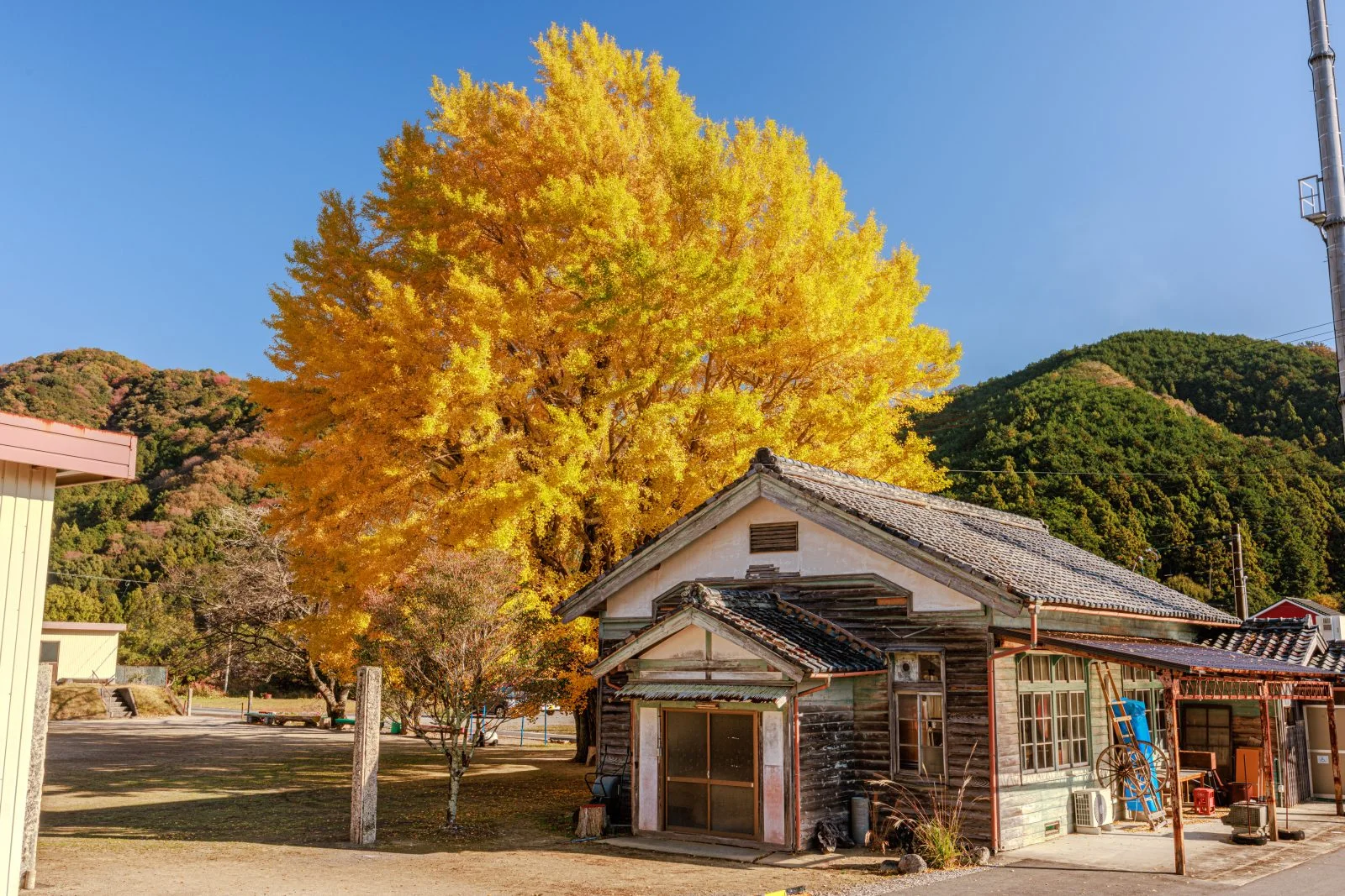 無料壁紙 大銀杏とわかくさ園。PCとデスクトップ壁紙に最適な4K高画質の無料壁紙。三重県南伊勢町の河内の大イチョウで撮影したフリー写真素材