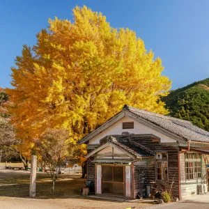 無料壁紙 大銀杏とわかくさ園。PCとデスクトップ壁紙に最適な4K高画質の無料壁紙。三重県南伊勢町の河内の大イチョウで撮影したフリー写真素材