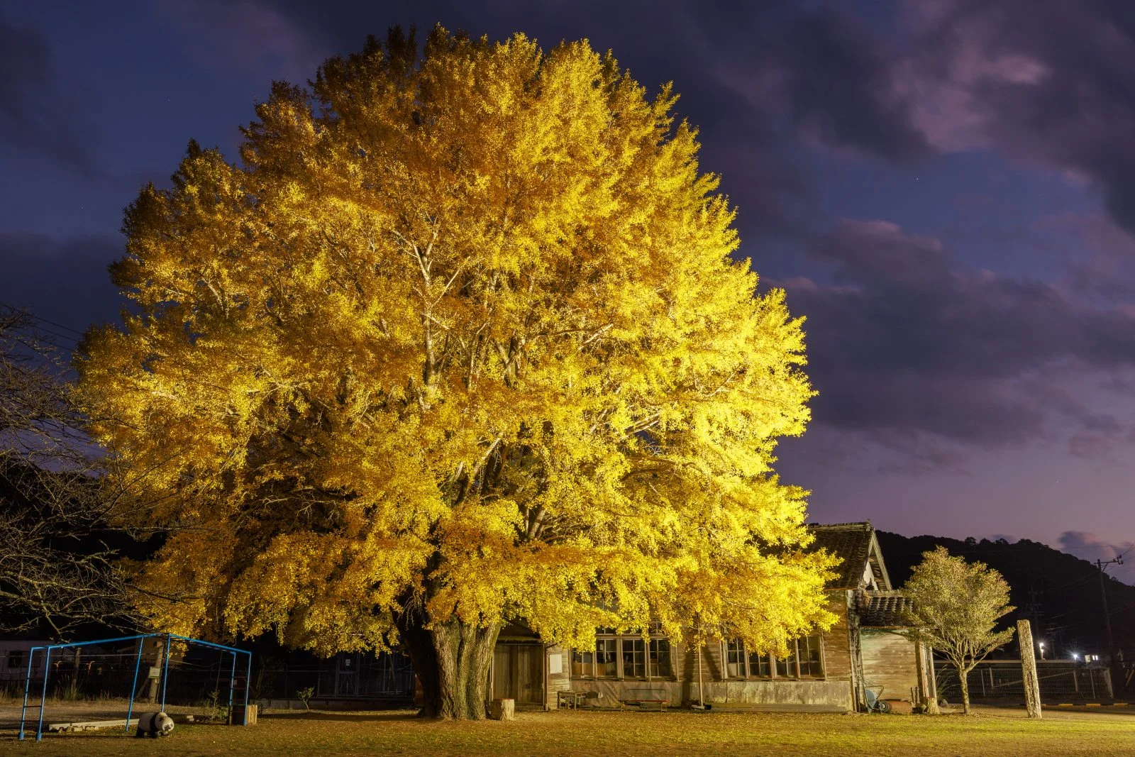 無料壁紙 夕闇の空と大銀杏のライトアップ。PCとデスクトップ壁紙に最適な4K高画質の無料壁紙。三重県南伊勢町の河内の大イチョウで撮影したフリー写真素材