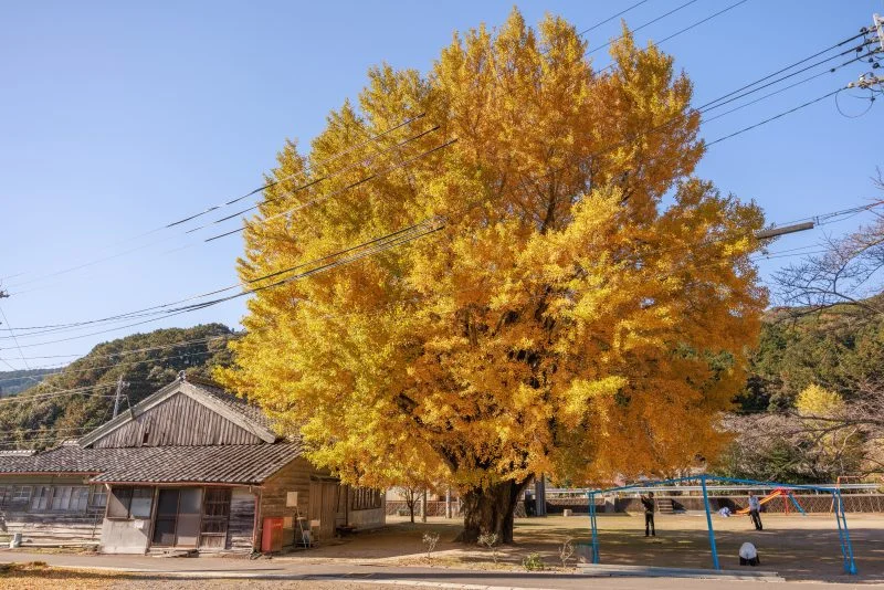 無料壁紙 大銀杏を眺める人。PCとデスクトップ壁紙に最適な4K高画質の無料壁紙。三重県南伊勢町の河内の大イチョウで撮影したフリー写真素材