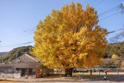 無料壁紙 大銀杏を眺める人。PCとデスクトップ壁紙に最適な4K高画質の無料壁紙。三重県南伊勢町の河内の大イチョウで撮影したフリー写真素材