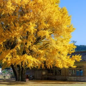 河内の大銀杏のフリー素材・壁紙