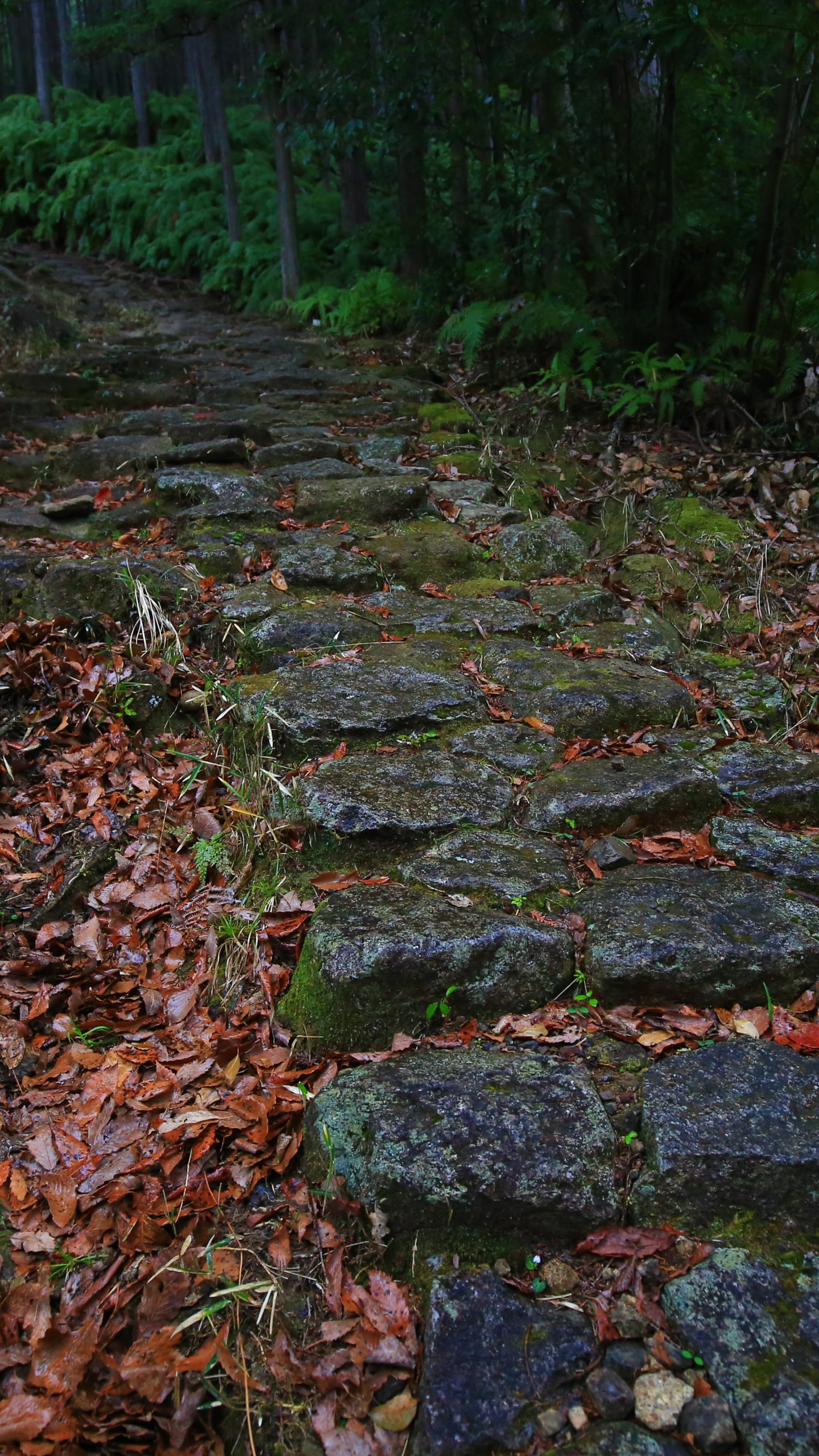 無料壁紙 石畳の続く登山道。PCとデスクトップ壁紙に最適な4K高画質の無料壁紙。三重県紀北町の馬越峠で撮影したフリー写真素材