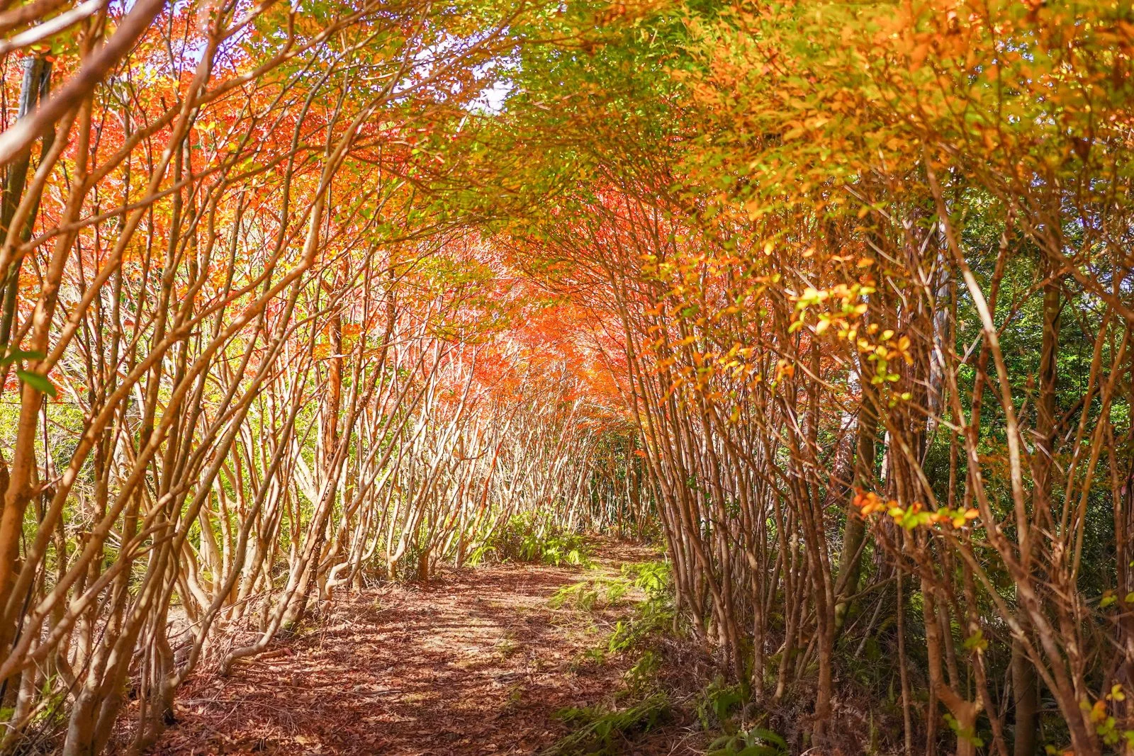 無料壁紙 秋色のドウダンツツジ。PCとデスクトップ壁紙に最適な4K高画質の無料壁紙。三重県大台町の丸山公園のドウダンツツジで撮影したフリー写真素材