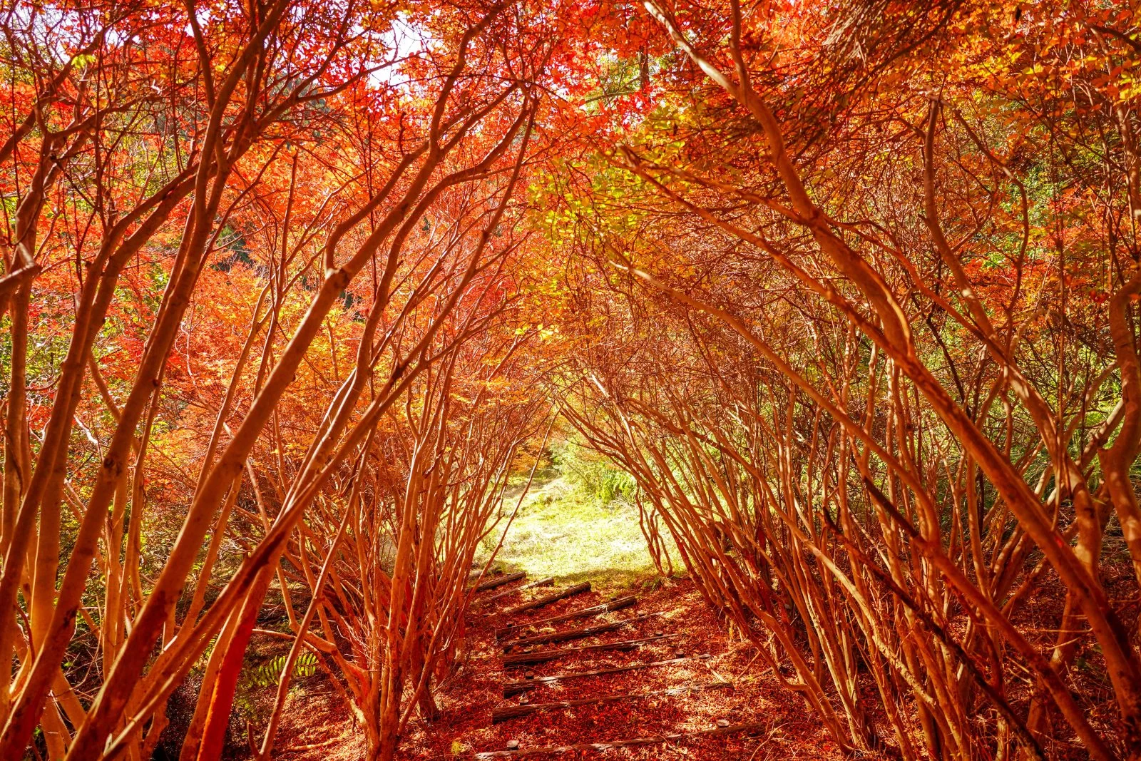 無料壁紙 ドウダンツツジのトンネル入口。PCとデスクトップ壁紙に最適な4K高画質の無料壁紙。三重県大台町の丸山公園のドウダンツツジで撮影したフリー写真素材