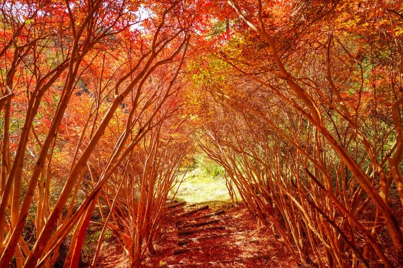 無料壁紙 ドウダンツツジのトンネル入口。PCとデスクトップ壁紙に最適な4K高画質の無料壁紙。三重県大台町の丸山公園のドウダンツツジで撮影したフリー写真素材