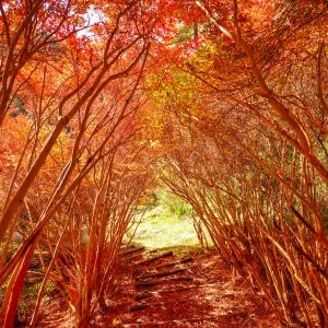 無料壁紙 ドウダンツツジのトンネル入口。PCとデスクトップ壁紙に最適な4K高画質の無料壁紙。三重県大台町の丸山公園のドウダンツツジで撮影したフリー写真素材