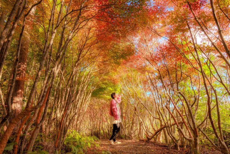 無料壁紙 トトロの森で紅葉ポートレート。PCとデスクトップ壁紙に最適な4K高画質の無料壁紙。三重県大台町の丸山公園のドウダンツツジで撮影したフリー写真素材