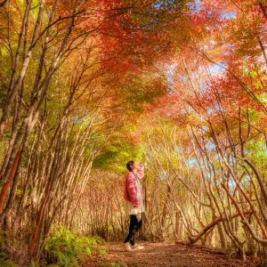 無料壁紙 トトロの森で紅葉ポートレート。PCとデスクトップ壁紙に最適な4K高画質の無料壁紙。三重県大台町の丸山公園のドウダンツツジで撮影したフリー写真素材