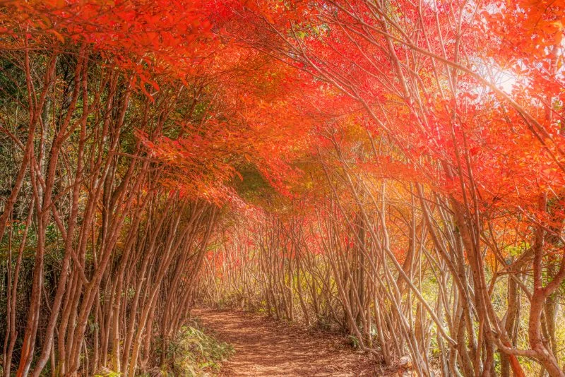 無料壁紙 紅葉の見頃ピークで真っ赤なドウダンツツジ。PCとデスクトップ壁紙に最適な4K高画質の無料壁紙。三重県大台町の丸山公園のドウダンツツジで撮影したフリー写真素材