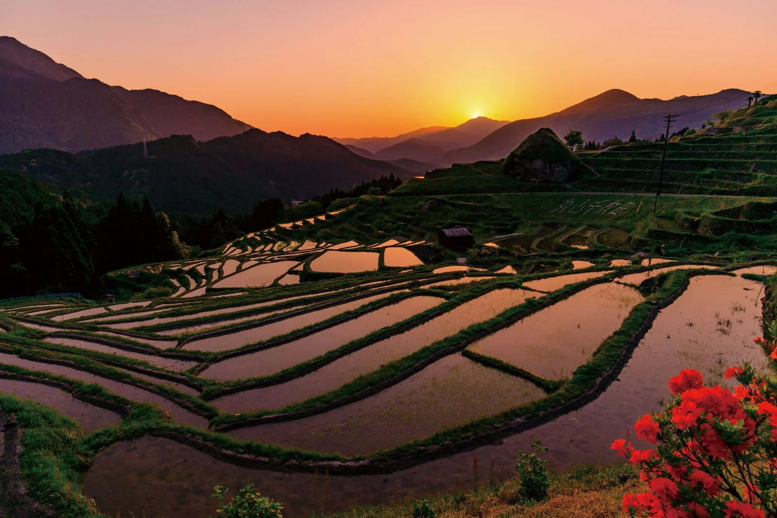 無料壁紙 ツツジと千枚田。PCとデスクトップ壁紙に最適な4K高画質の無料壁紙。三重県熊野市の丸山千枚田で撮影したフリー写真素材