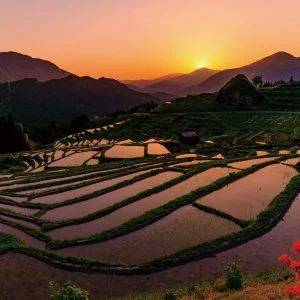 無料壁紙 ツツジと千枚田。PCとデスクトップ壁紙に最適な4K高画質の無料壁紙。三重県熊野市の丸山千枚田で撮影したフリー写真素材