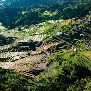 丸山千枚田のフリー写真素材