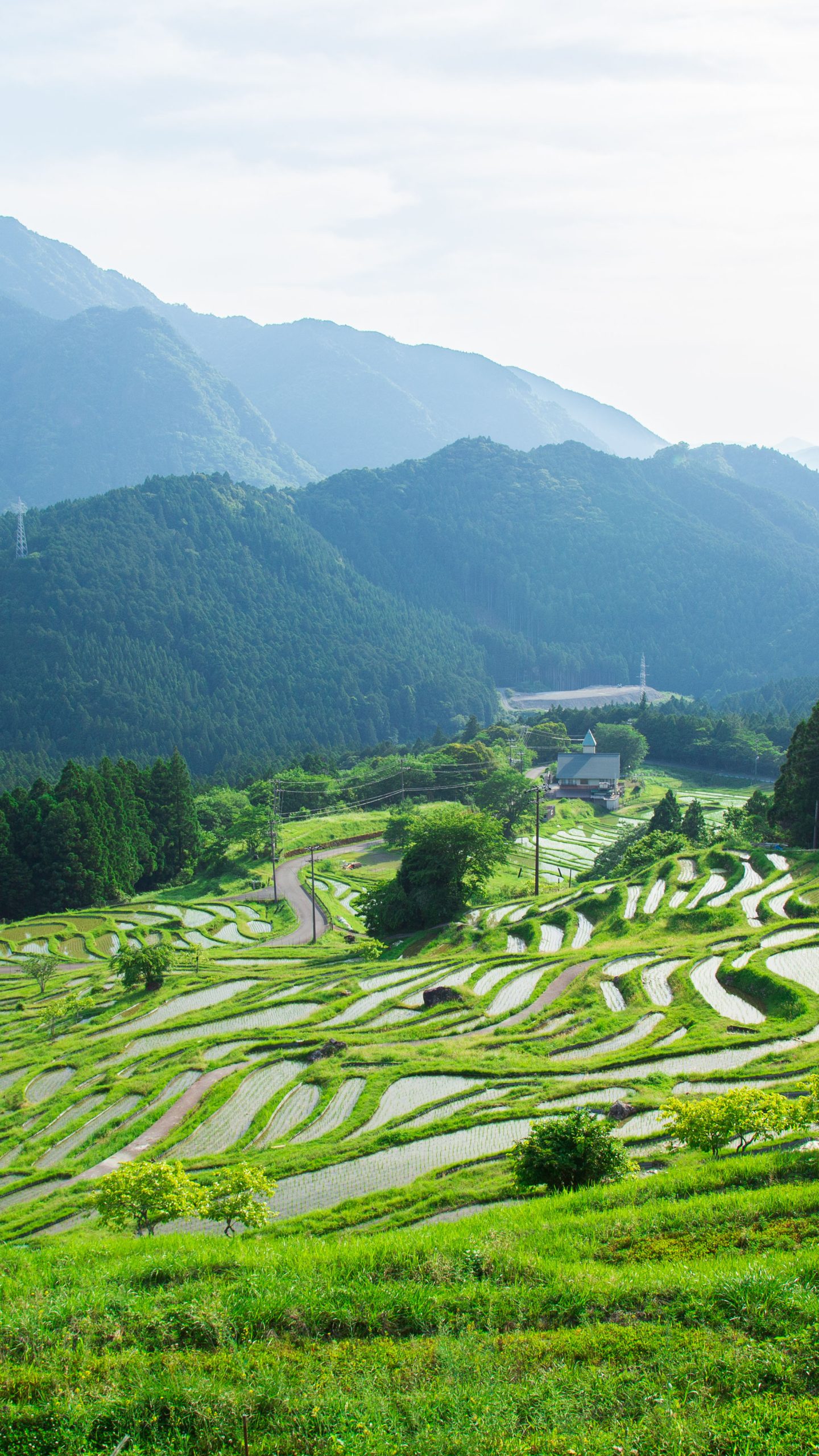 新緑の千枚田(三重県熊野市・丸山千枚田)