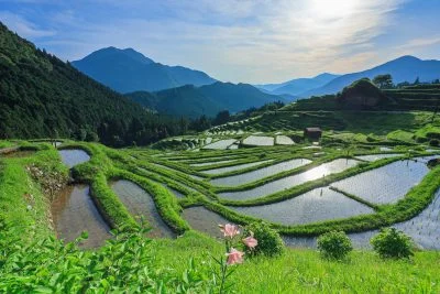 無料壁紙 ゆりの花と千枚田。PCとデスクトップ壁紙に最適な4K高画質の無料壁紙。三重県熊野市の丸山千枚田で撮影したフリー写真素材