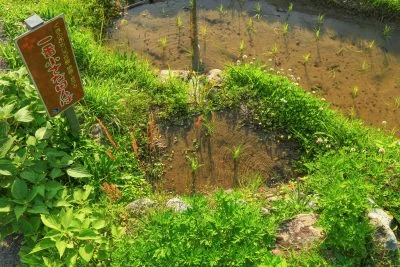 無料壁紙 一番小さな田んぼ。PCとデスクトップ壁紙に最適な4K高画質の無料壁紙。三重県熊野市の丸山千枚田で撮影したフリー写真素材