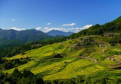 無料壁紙 黄金の千枚田。PCとデスクトップ壁紙に最適な4K高画質の無料壁紙。三重県熊野市の丸山千枚田で撮影したフリー写真素材