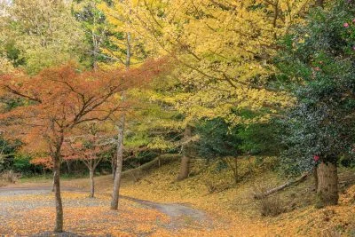 無料壁紙 銀杏の絨毯。PCとデスクトップ壁紙に最適な4K高画質の無料壁紙。三重県大台町の真手公園で撮影したフリー写真素材