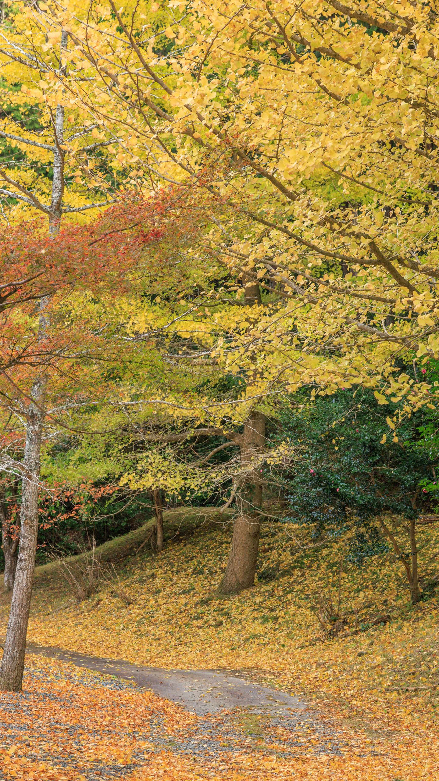 銀杏の絨毯(三重県大台町・真手公園)