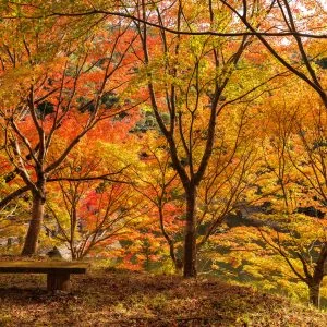 無料壁紙 紅葉の壁。PCとデスクトップ壁紙に最適な4K高画質の無料壁紙。三重県大台町の真手公園で撮影したフリー写真素材