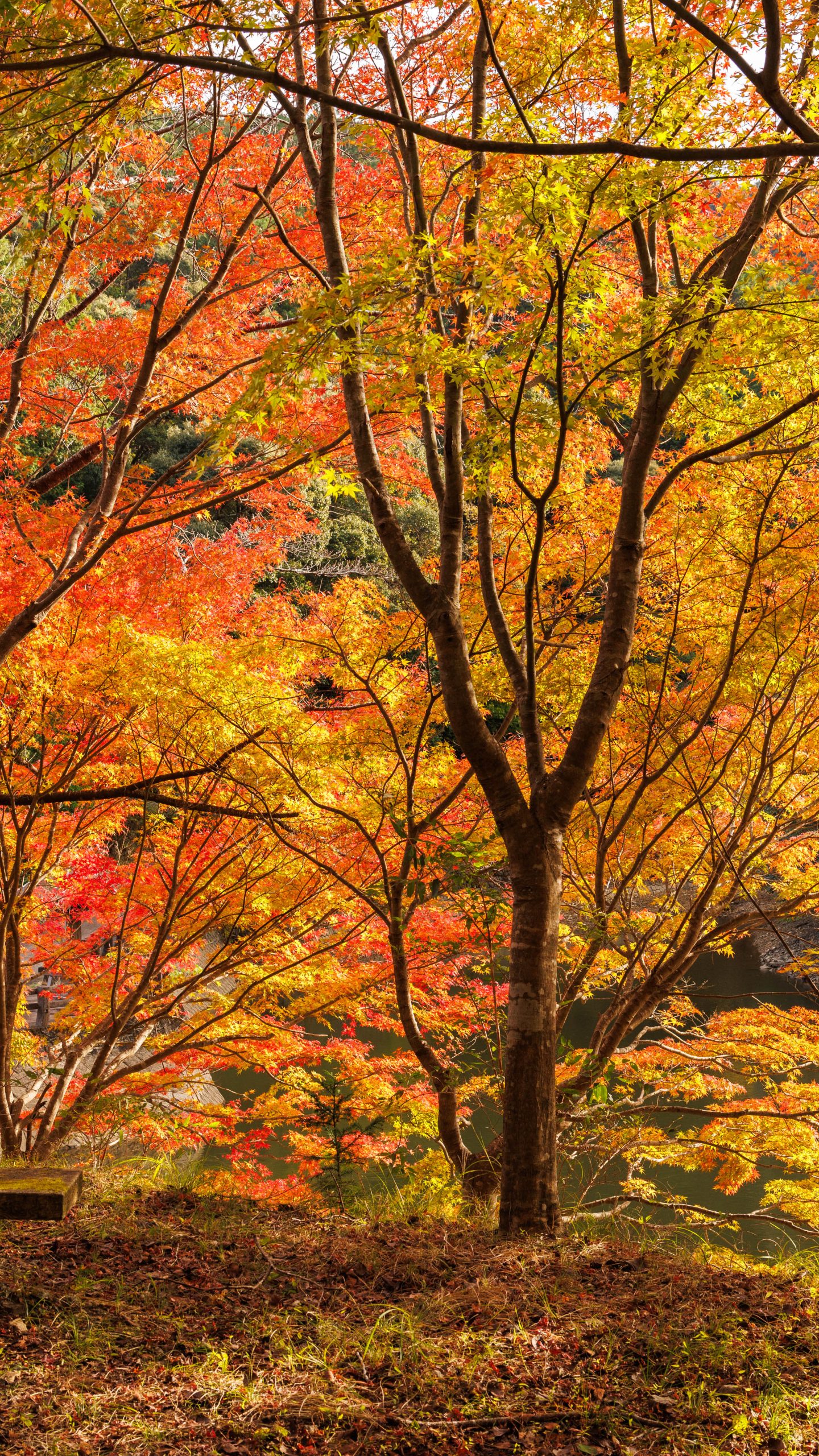 無料壁紙 紅葉の壁。PCとデスクトップ壁紙に最適な4K高画質の無料壁紙。三重県大台町の真手公園で撮影したフリー写真素材