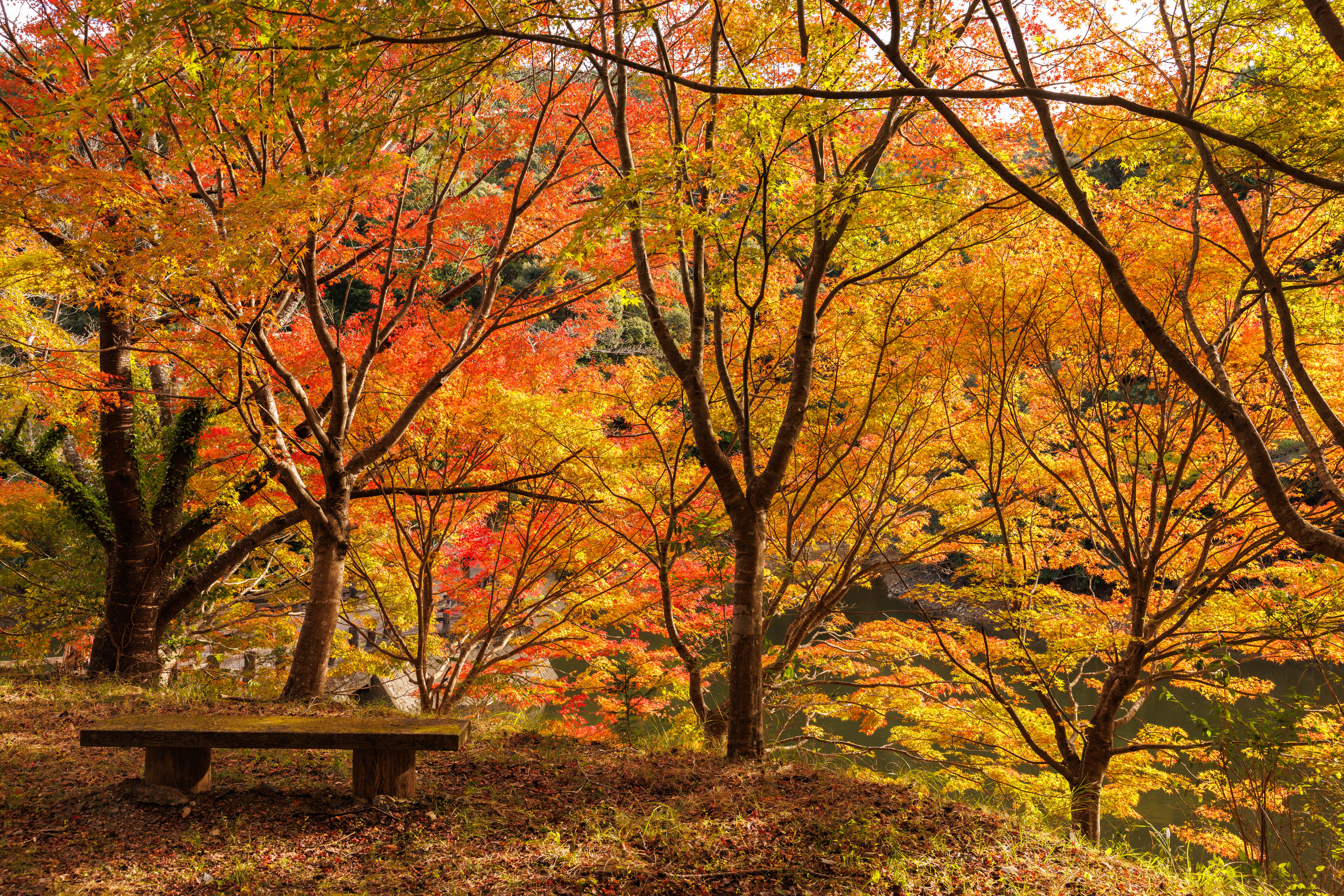 無料壁紙 紅葉の壁。PCとデスクトップ壁紙に最適な4K高画質の無料壁紙。三重県大台町の真手公園で撮影したフリー写真素材