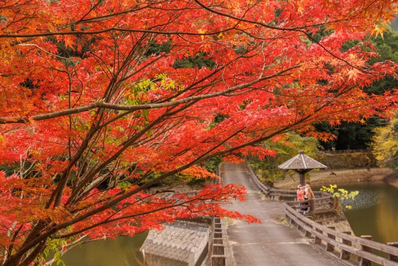 無料壁紙 持越池と真っ赤な紅葉。PCとデスクトップ壁紙に最適な4K高画質の無料壁紙。三重県大台町の真手公園で撮影したフリー写真素材